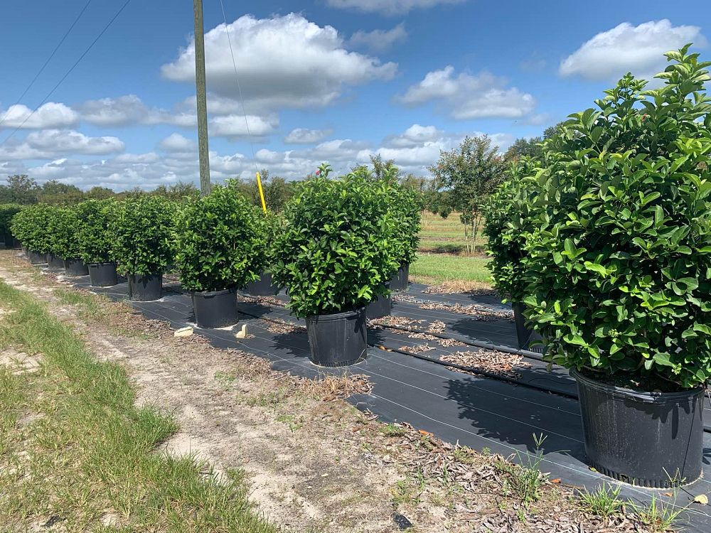 viburnum-odoratissimum-sweet-viburnum