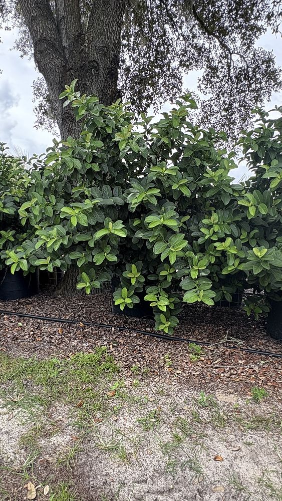 viburnum-odoratissimum-sweet-viburnum
