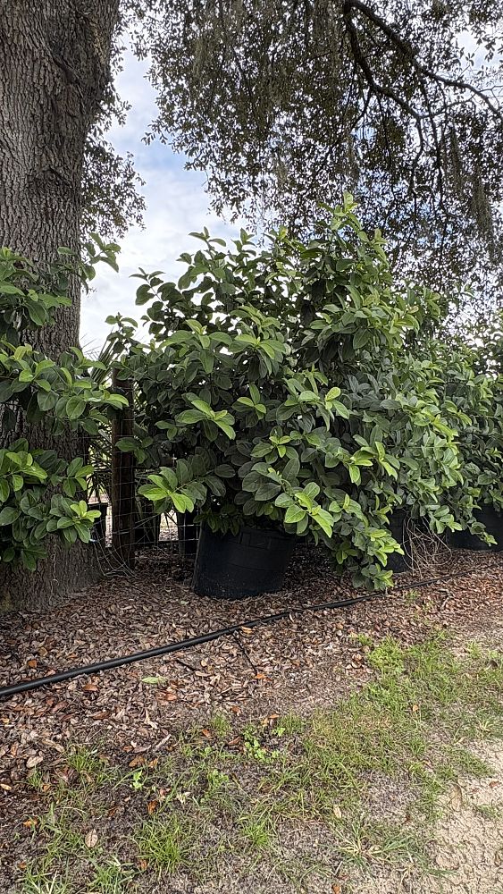 viburnum-odoratissimum-sweet-viburnum