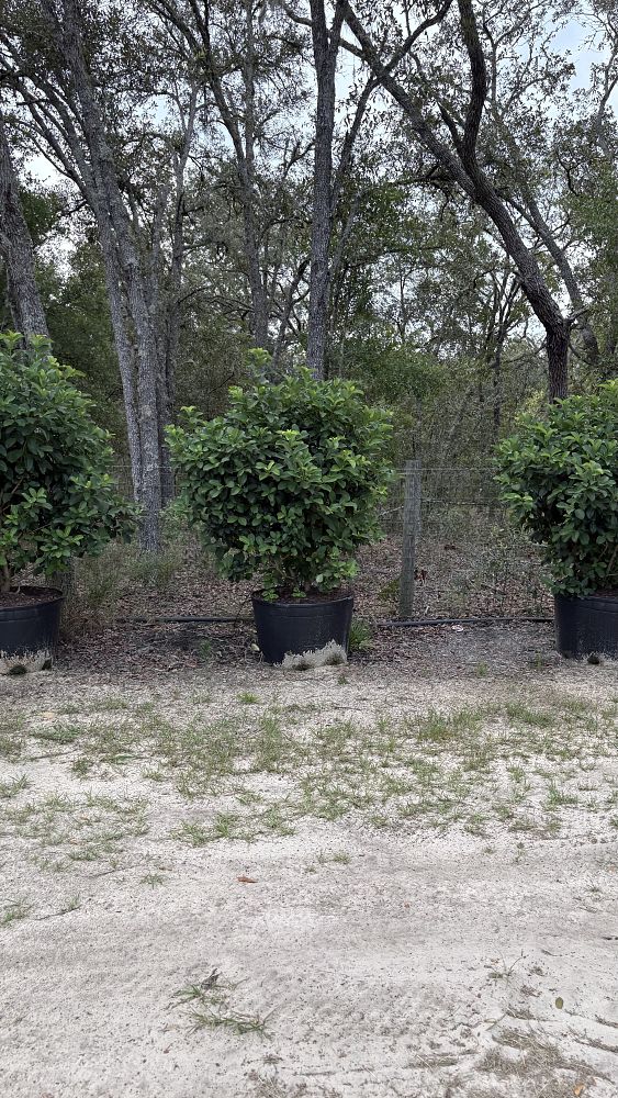 viburnum-odoratissimum-sweet-viburnum