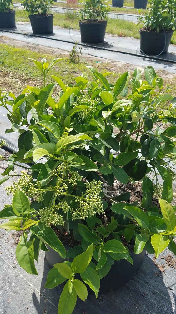 viburnum-odoratissimum-sweet-viburnum
