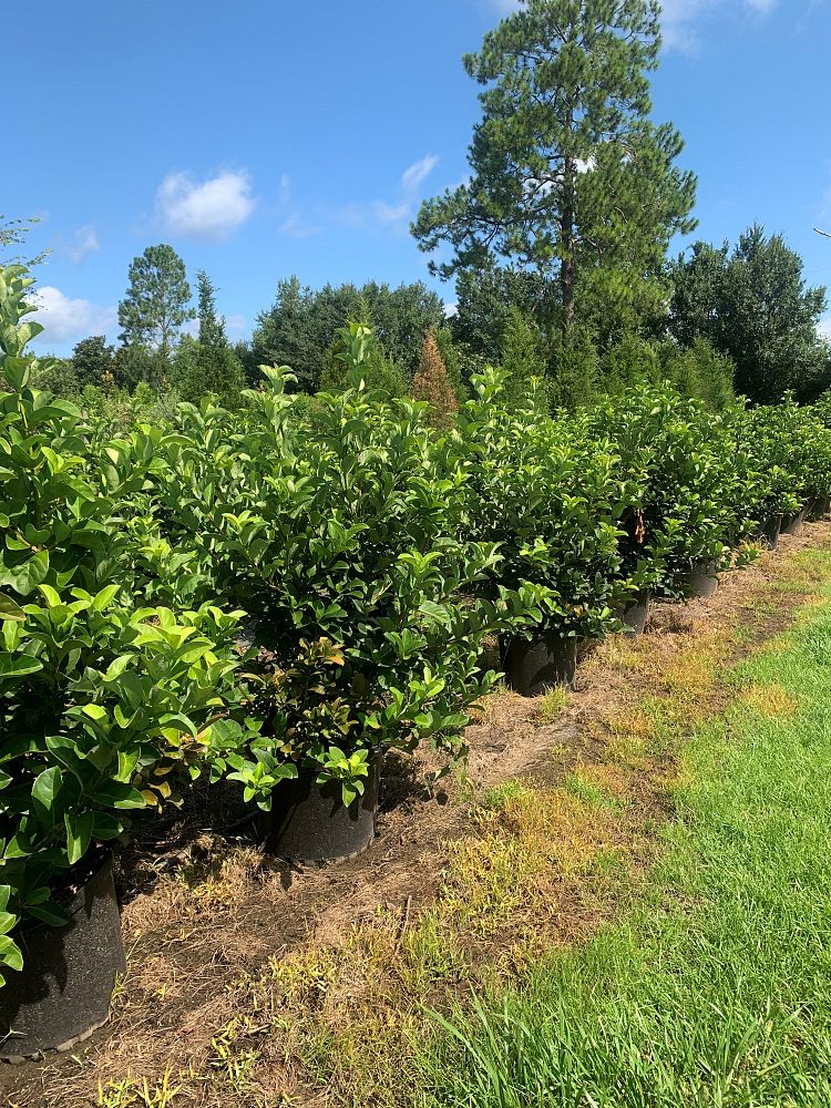 viburnum-odoratissimum-sweet-viburnum