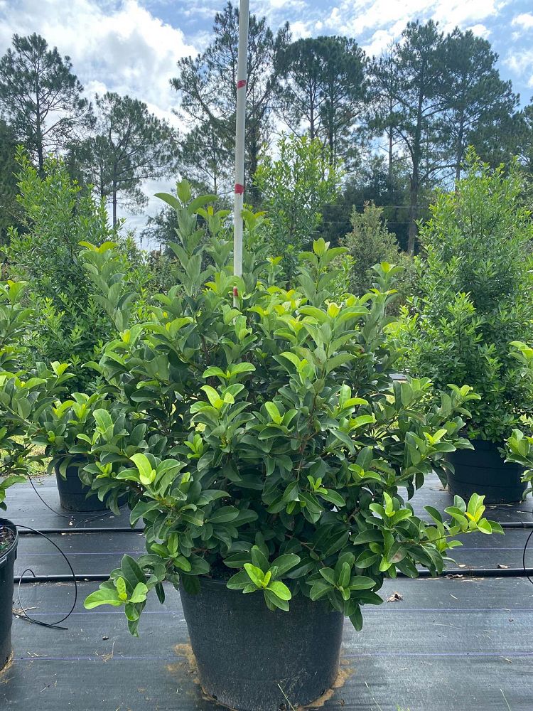 viburnum-odoratissimum-sweet-viburnum