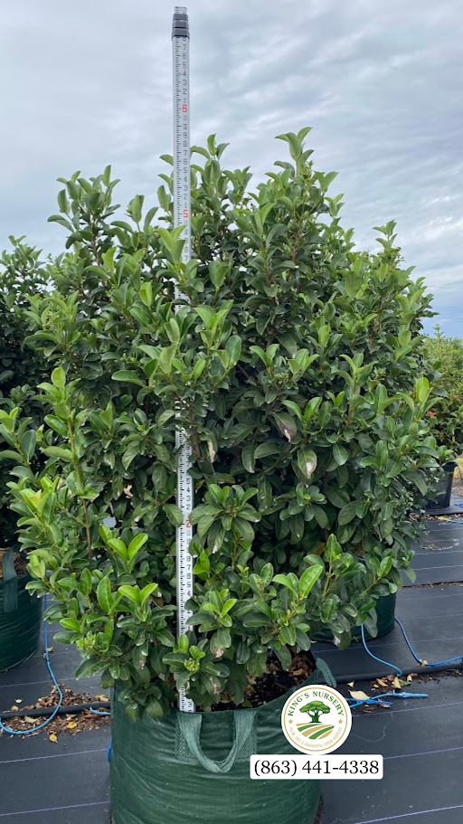 viburnum-odoratissimum-sweet-viburnum
