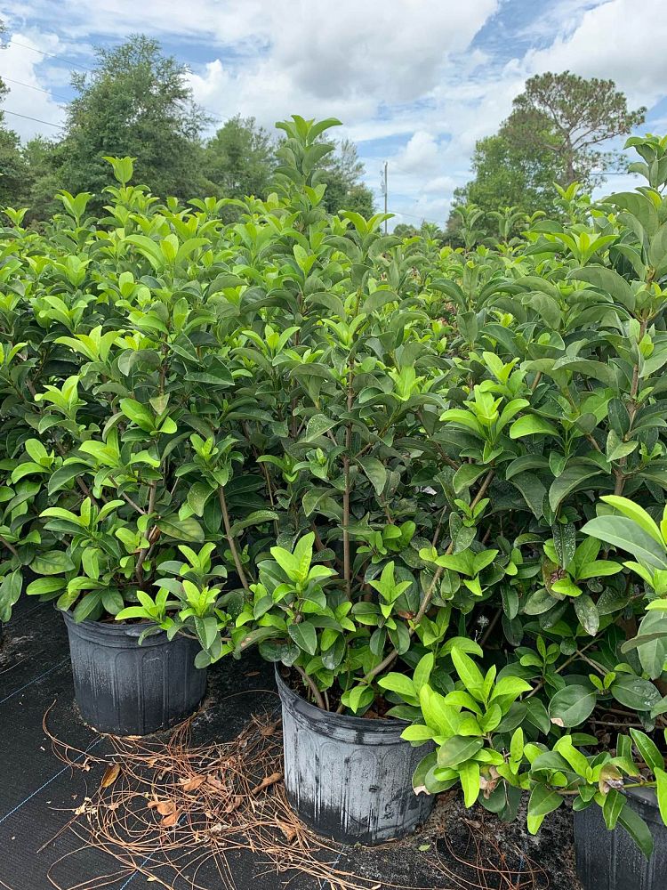 viburnum-odoratissimum-sweet-viburnum