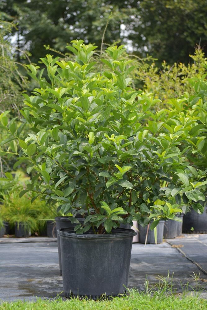 viburnum-odoratissimum-sweet-viburnum