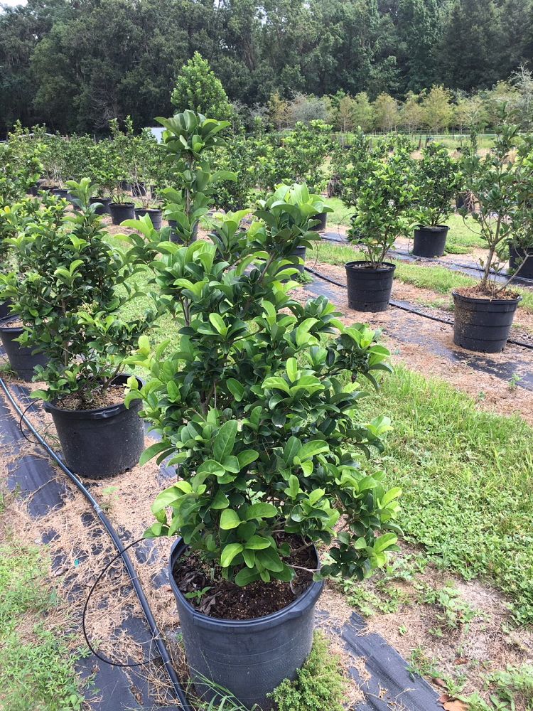viburnum-odoratissimum-sweet-viburnum