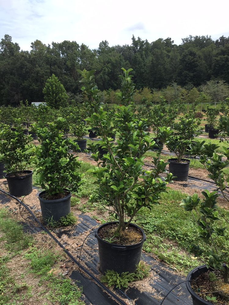 viburnum-odoratissimum-sweet-viburnum