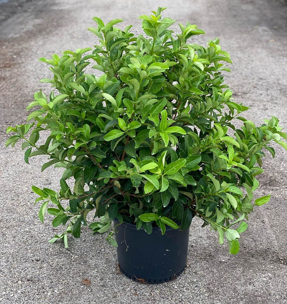viburnum-odoratissimum-sweet-viburnum