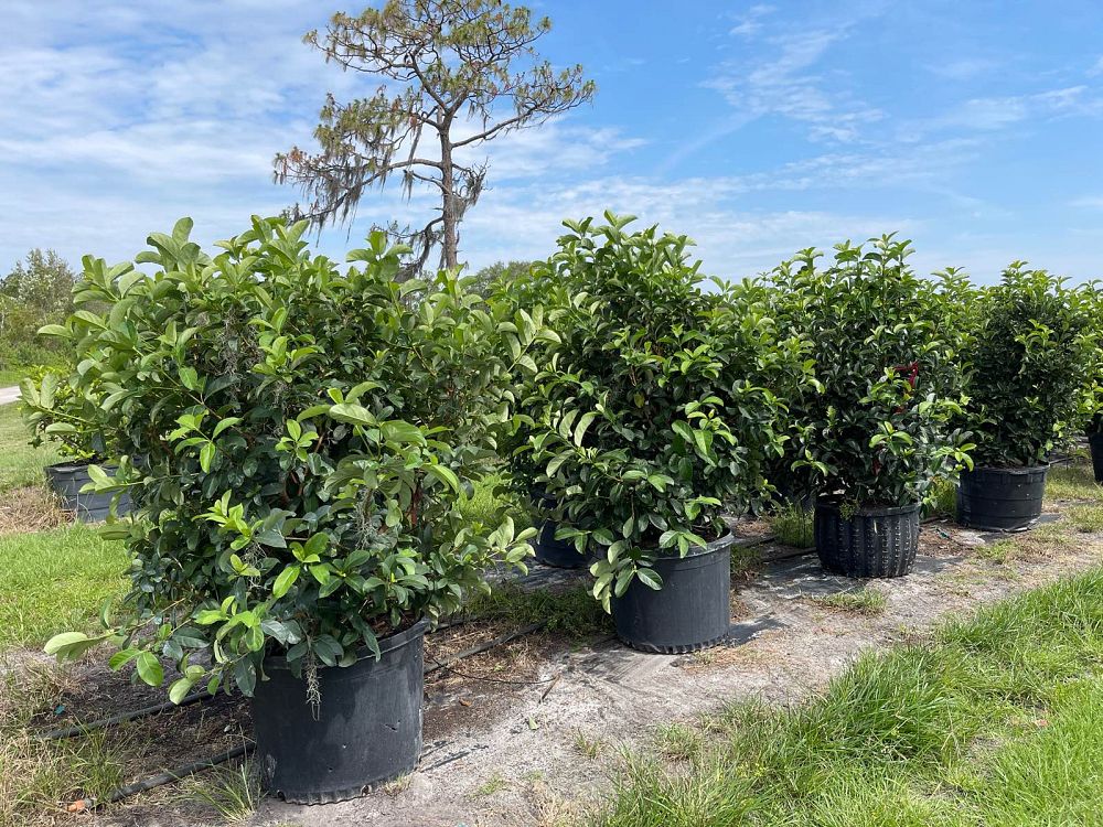 viburnum-odoratissimum-sweet-viburnum