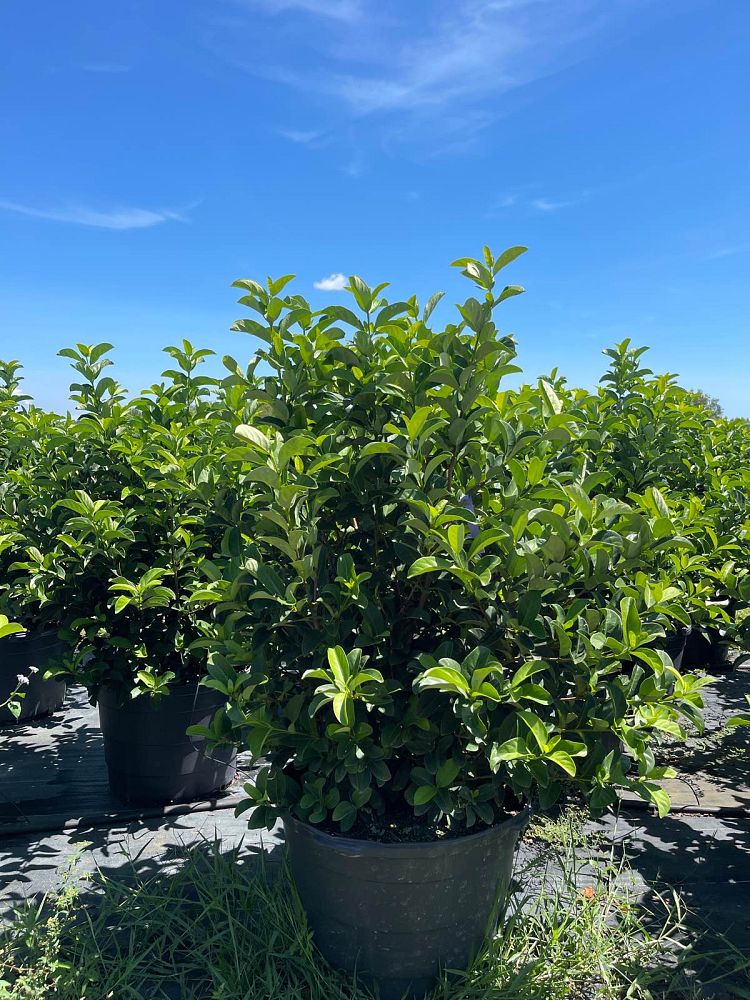 viburnum-odoratissimum-sweet-viburnum