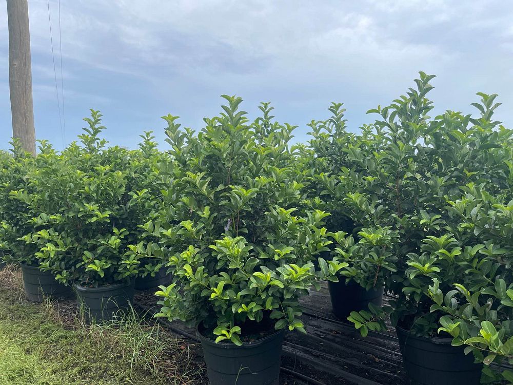 viburnum-odoratissimum-sweet-viburnum