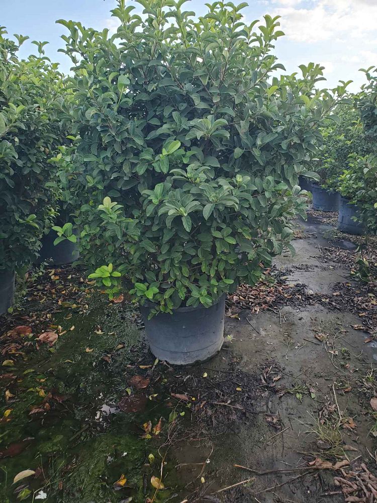 viburnum-odoratissimum-sweet-viburnum