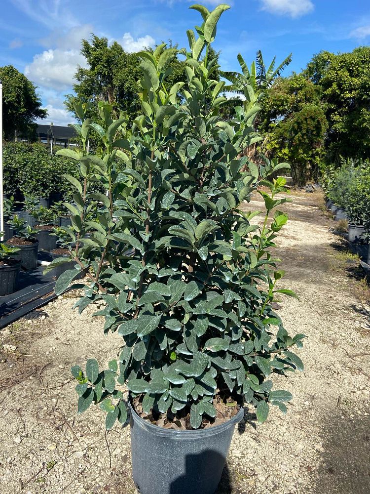 viburnum-odoratissimum-sweet-viburnum