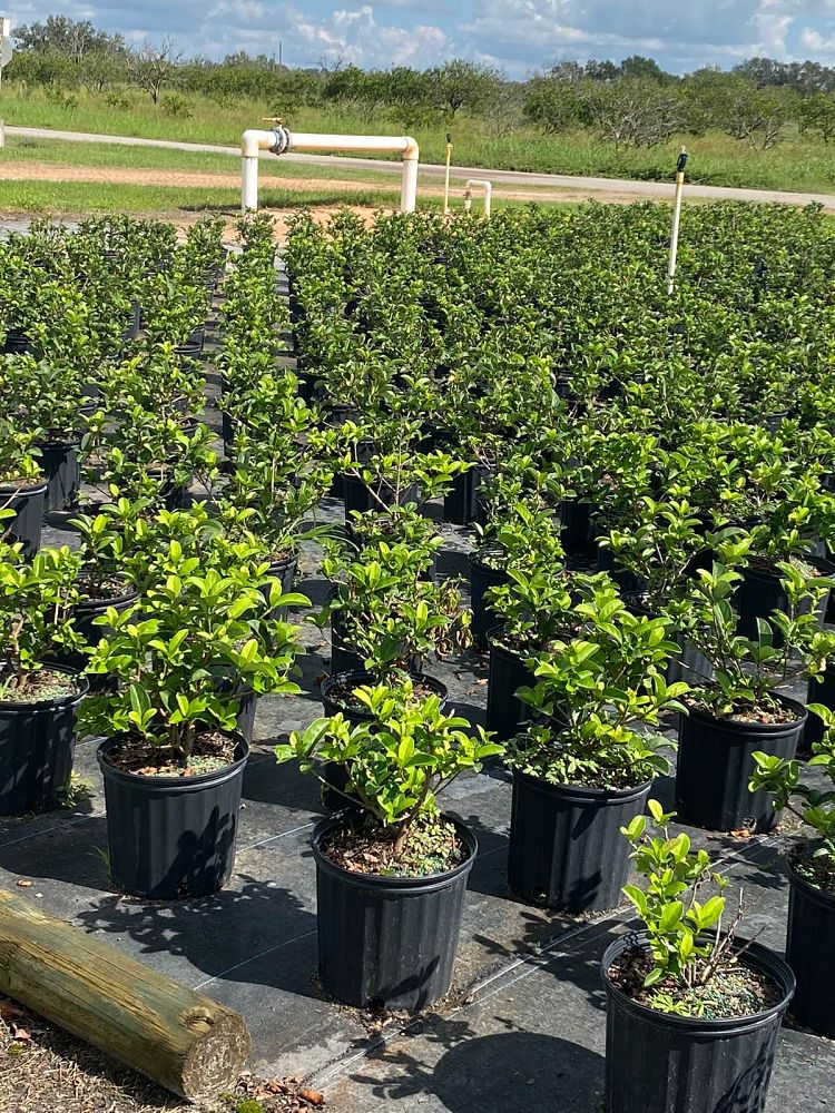 viburnum-odoratissimum-sweet-viburnum