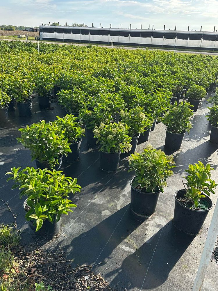 viburnum-odoratissimum-sweet-viburnum