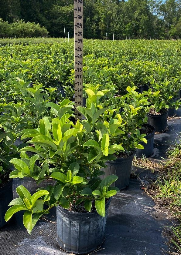 viburnum-odoratissimum-sweet-viburnum