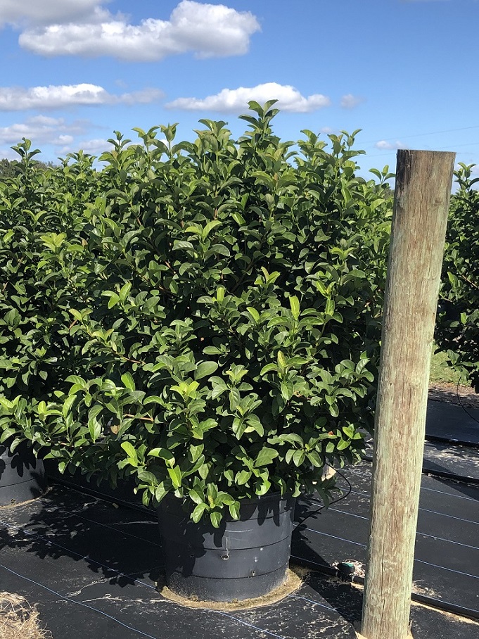 viburnum-odoratissimum-sweet-viburnum