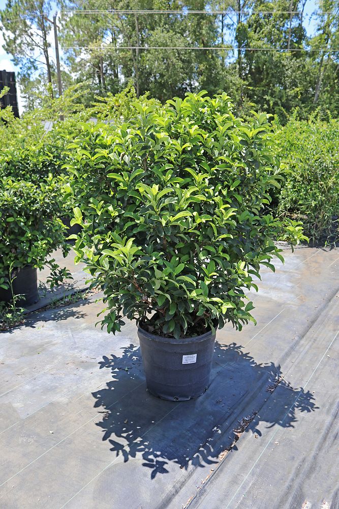 viburnum-odoratissimum-sweet-viburnum