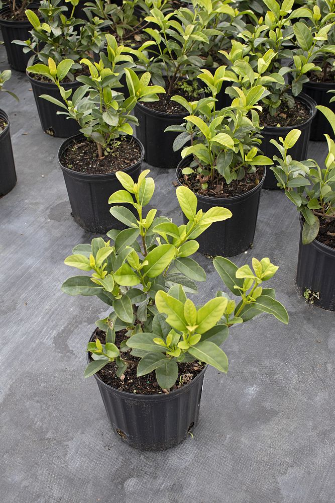 viburnum-odoratissimum-sweet-viburnum