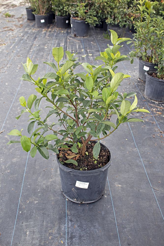 viburnum-odoratissimum-sweet-viburnum