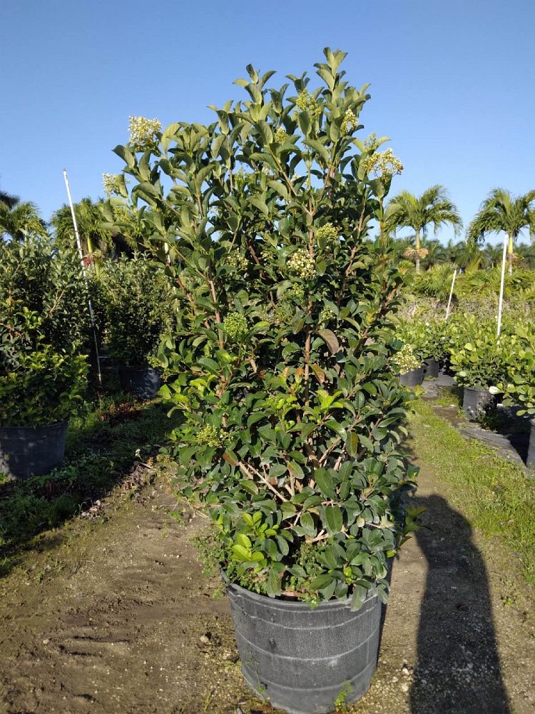 viburnum-odoratissimum-sweet-viburnum