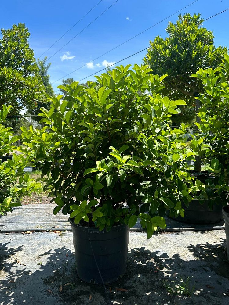 viburnum-odoratissimum-sweet-viburnum