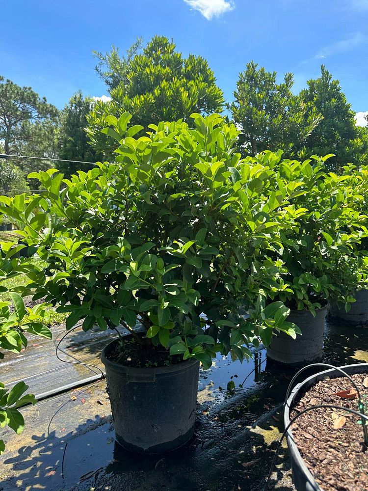 viburnum-odoratissimum-sweet-viburnum