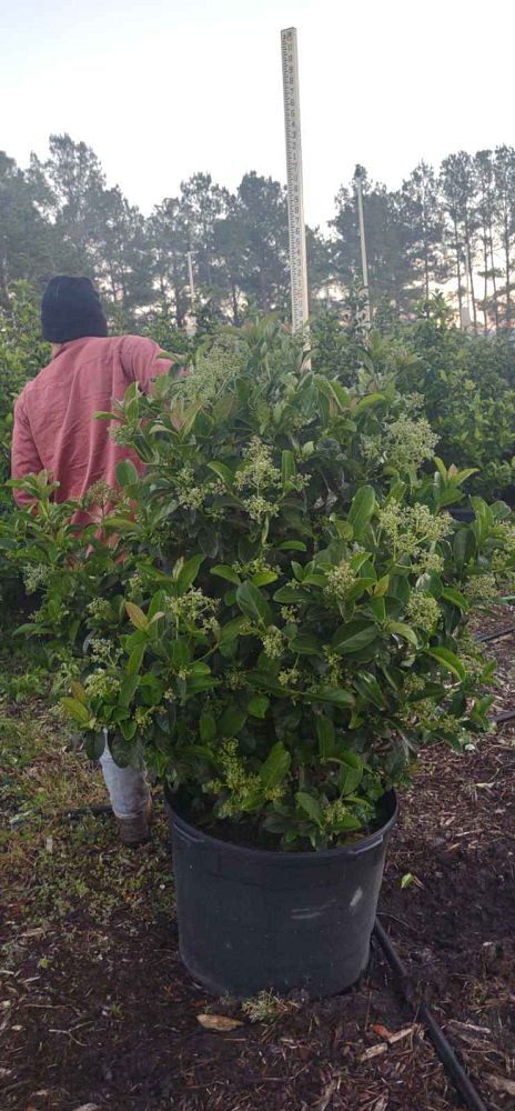 viburnum-odoratissimum-sweet-viburnum