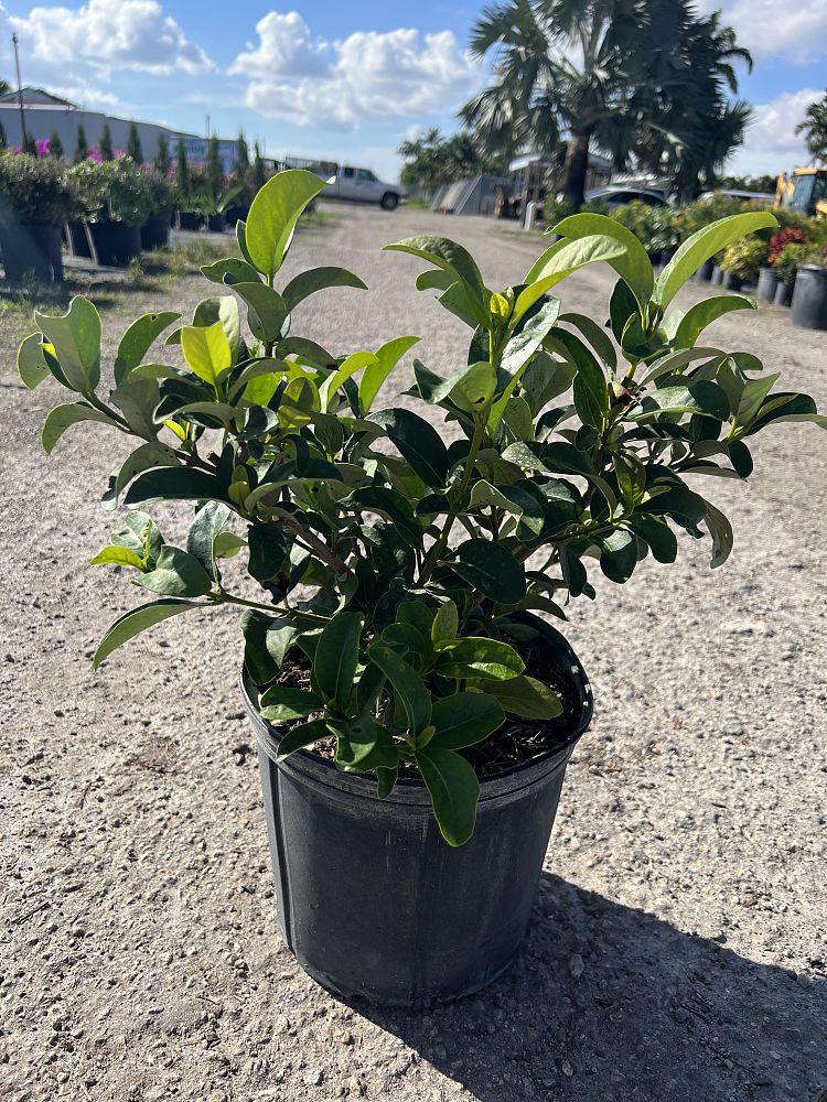 viburnum-odoratissimum-sweet-viburnum