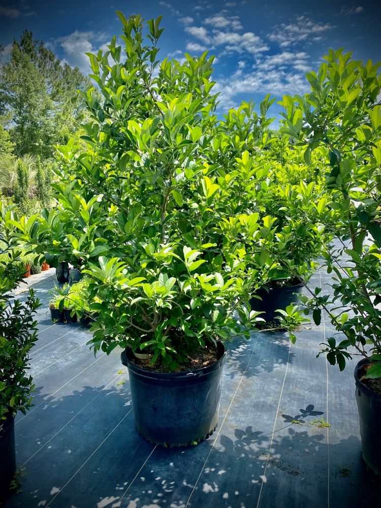 viburnum-odoratissimum-sweet-viburnum