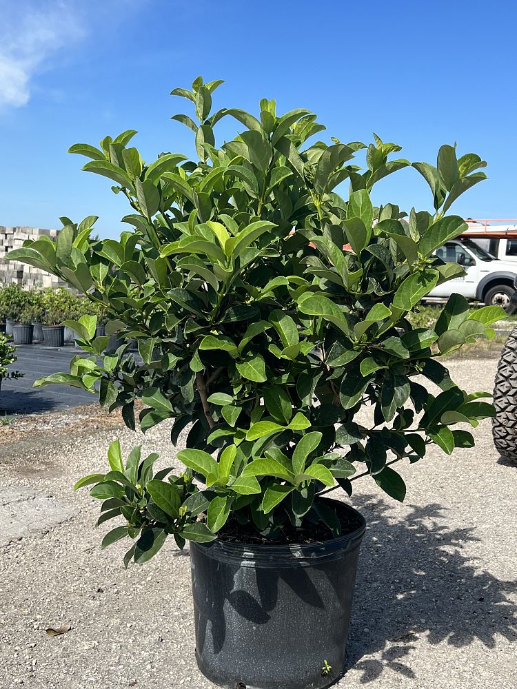 viburnum-odoratissimum-sweet-viburnum