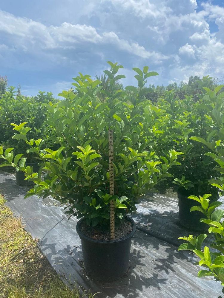 viburnum-odoratissimum-sweet-viburnum