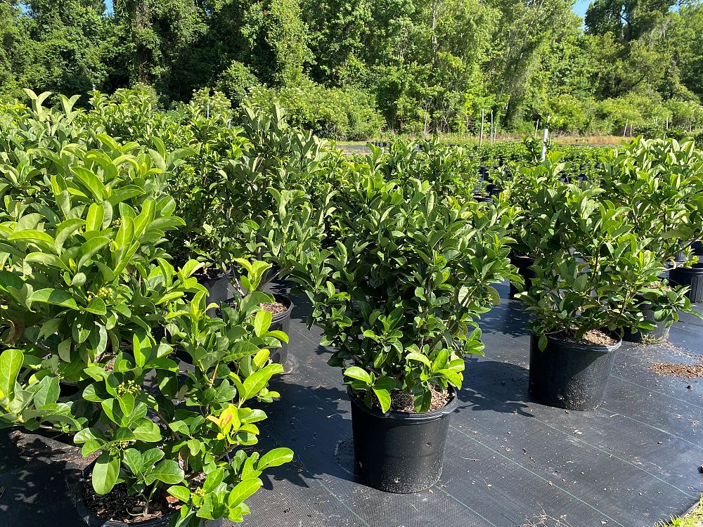 viburnum-odoratissimum-sweet-viburnum