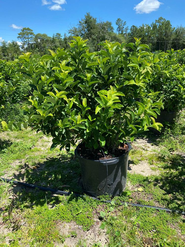 viburnum-odoratissimum-sweet-viburnum