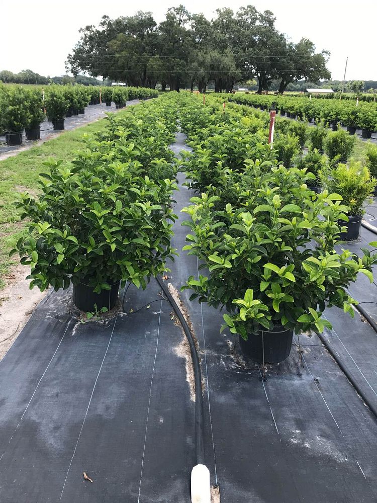 viburnum-odoratissimum-sweet-viburnum