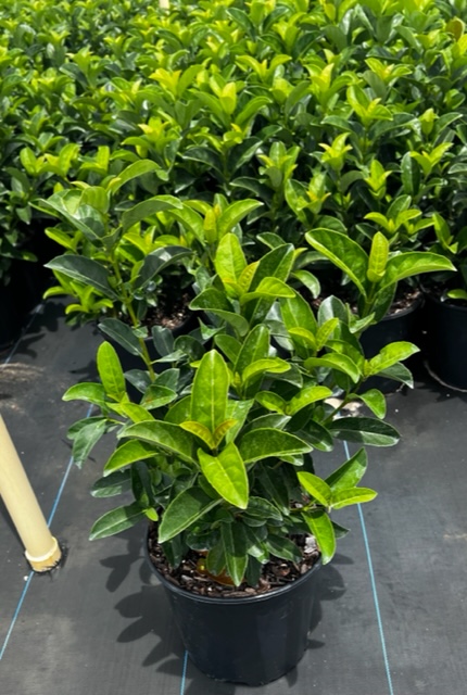 viburnum-odoratissimum-sweet-viburnum