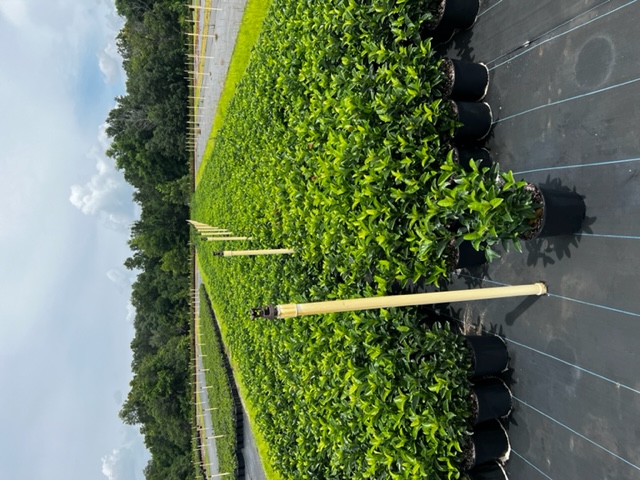 viburnum-odoratissimum-sweet-viburnum