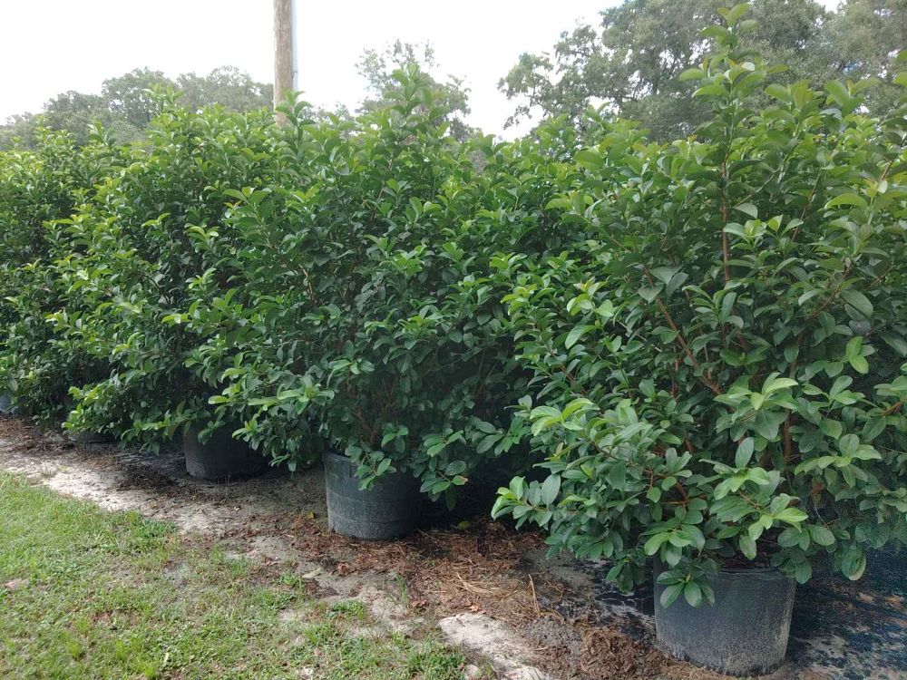 viburnum-odoratissimum-sweet-viburnum