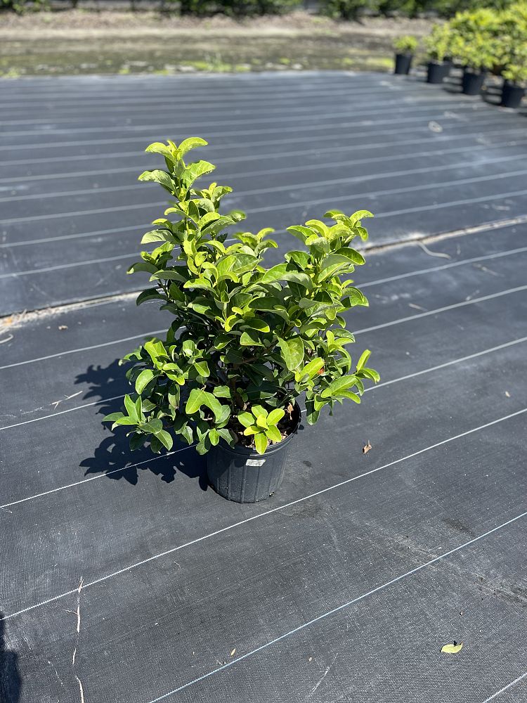 viburnum-odoratissimum-sweet-viburnum