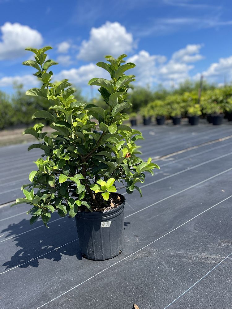 viburnum-odoratissimum-sweet-viburnum