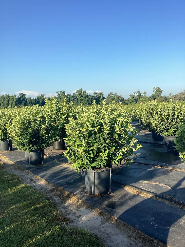 viburnum-odoratissimum-sweet-viburnum