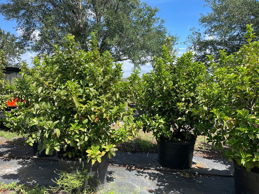 viburnum-odoratissimum-sweet-viburnum