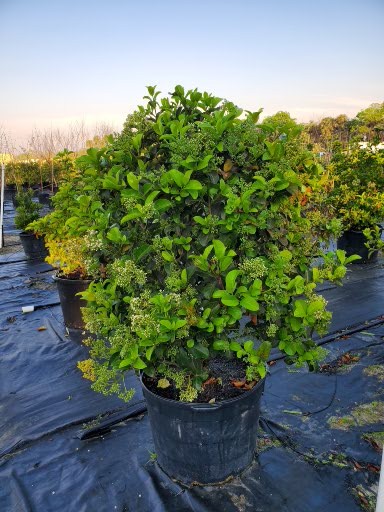 viburnum-odoratissimum-sweet-viburnum
