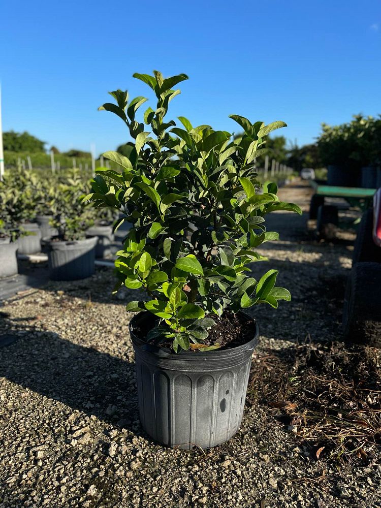 viburnum-odoratissimum-sweet-viburnum
