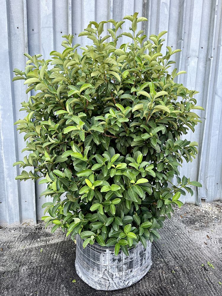 viburnum-odoratissimum-sweet-viburnum