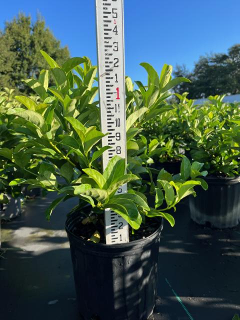 viburnum-odoratissimum-sweet-viburnum