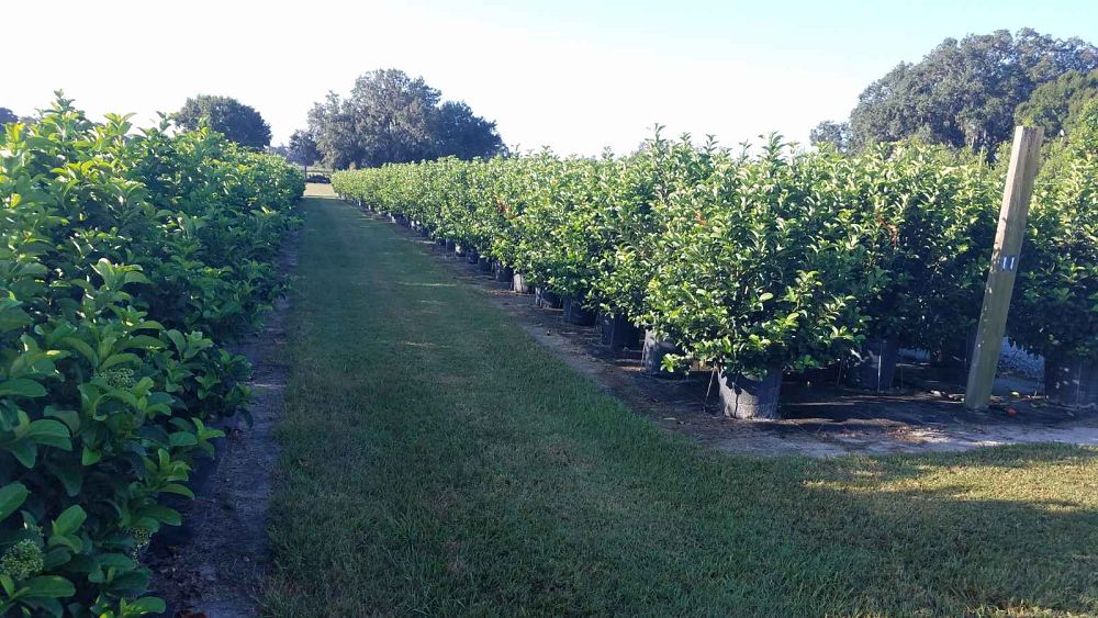 viburnum-odoratissimum-sweet-viburnum