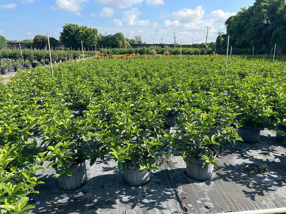 viburnum-odoratissimum-sweet-viburnum