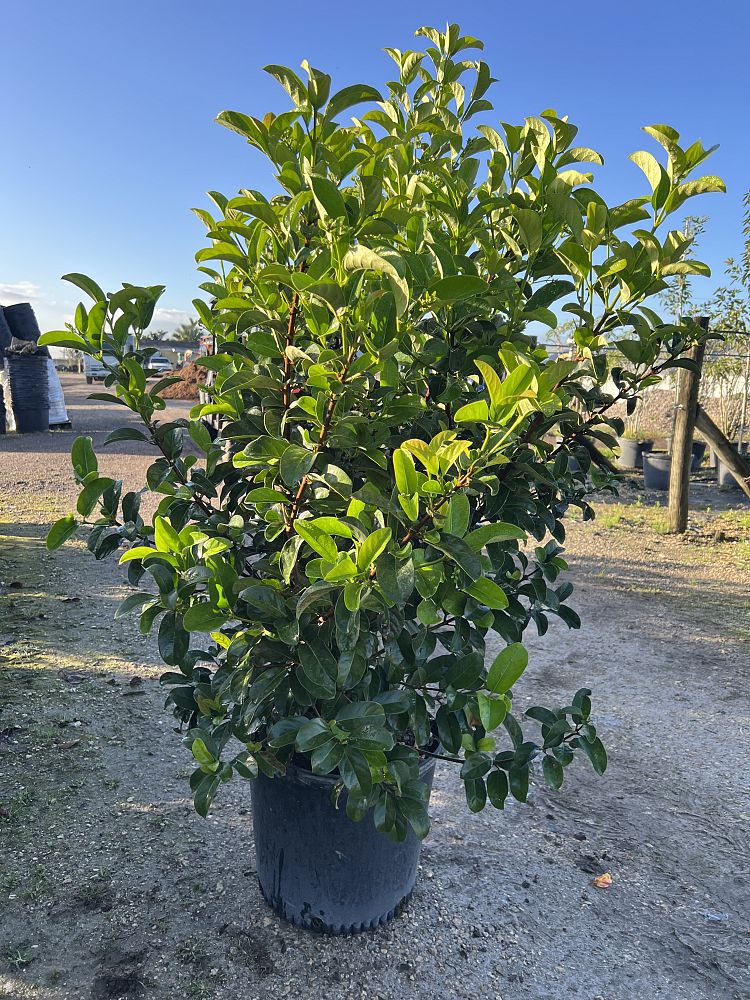 viburnum-odoratissimum-sweet-viburnum